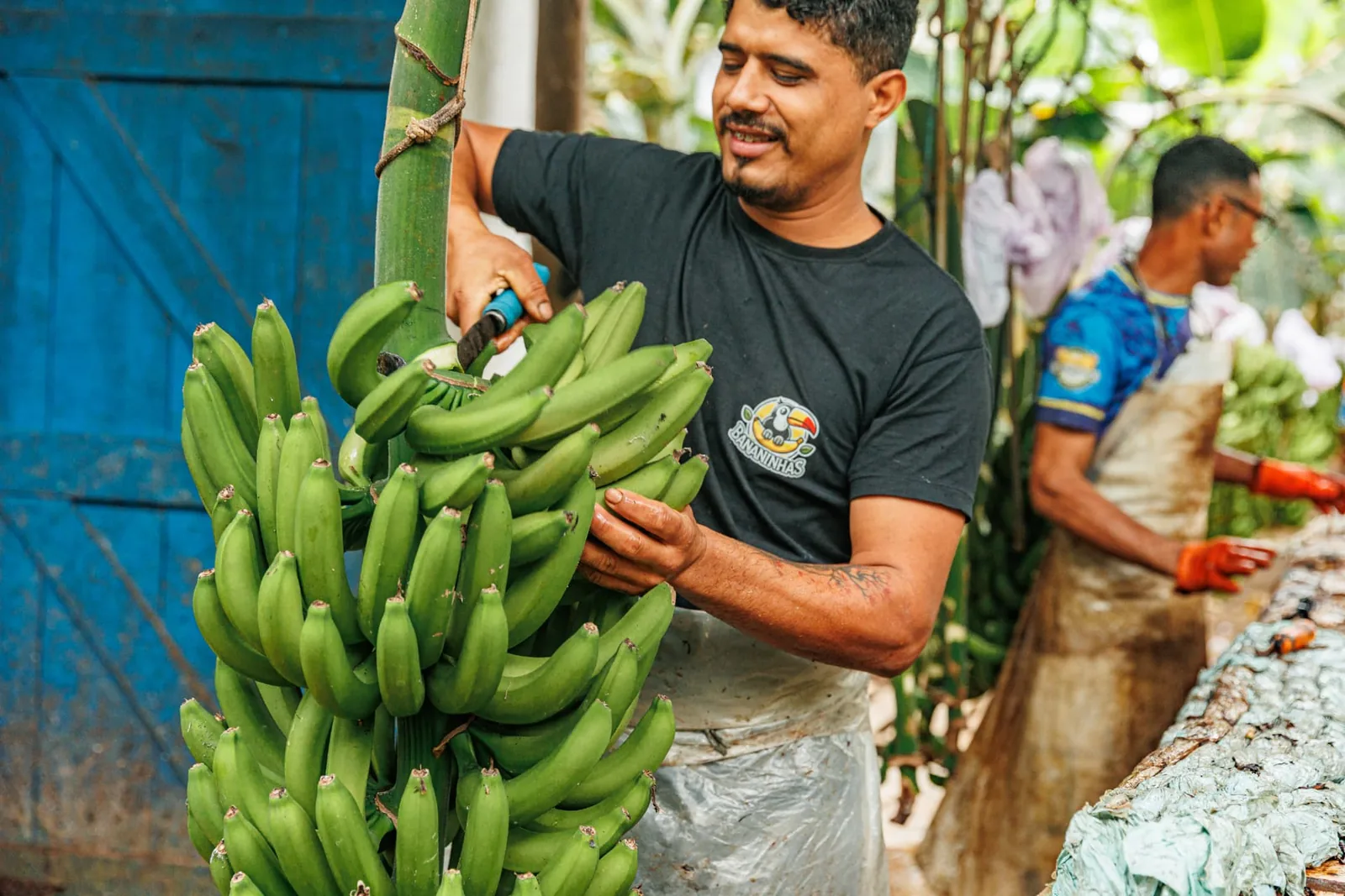 Geoogste bananen uit de streek van Eldorado